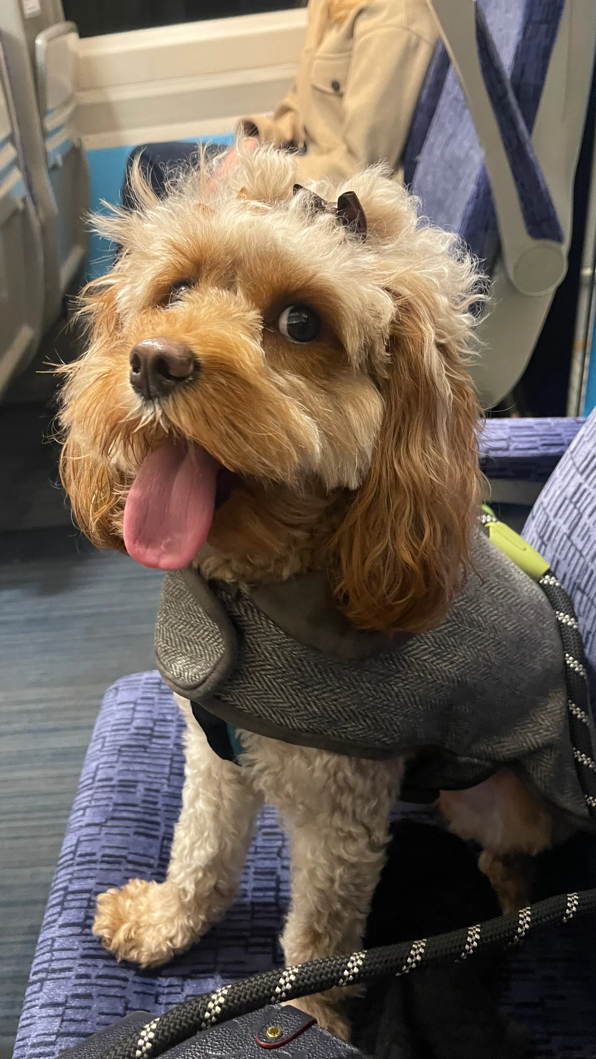 Portrait of Chloe, Chief Happiness Officer and office dog at Phare HR